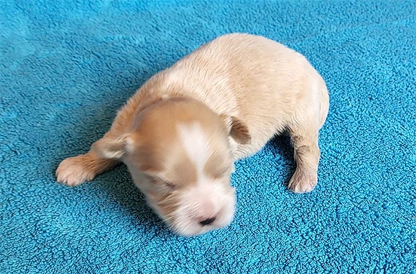 Robbie bichon havanese hvalp hundehvalp bichon havanais hvalpe hundehvalpe