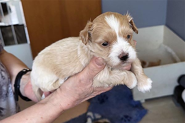 Robbie bichon havanese hvalp hundehvalp bichon havanais hvalpe hundehvalpe