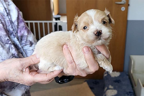 Robbie bichon havanese hvalp hundehvalp bichon havanais hvalpe hundehvalpe