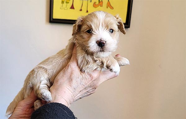 Robbie bichon havanese hvalp hundehvalp bichon havanais hvalpe hundehvalpe