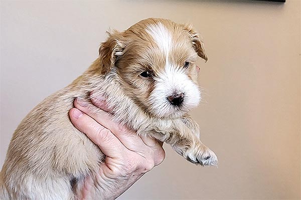 Robbie bichon havanese hvalp hundehvalp bichon havanais hvalpe hundehvalpe