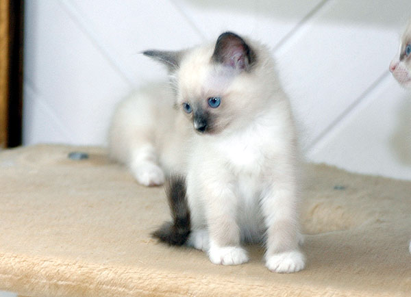 Romeo Ragdoll killing kattekilling Ragdol killinger kattekillinger