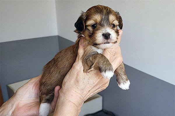 Rudolf bichon havanese hvalp hundehvalp bichon havanais hvalpe hundehvalpe