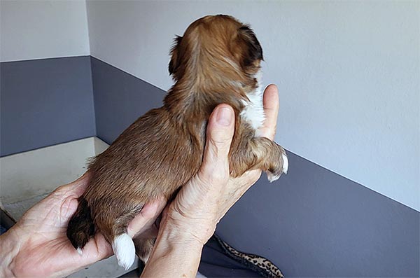 Rudolf bichon havanese hvalp hundehvalp bichon havanais hvalpe hundehvalpe