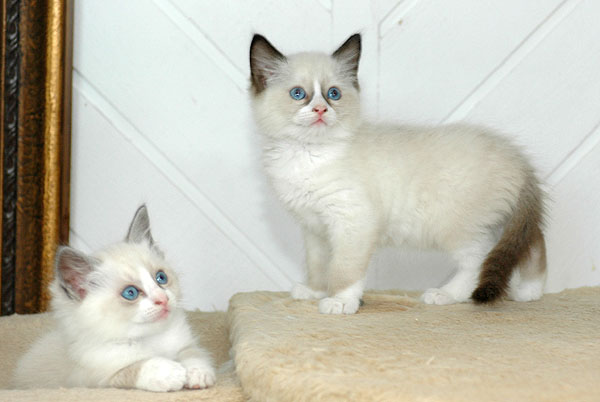 Rufus Ragdoll killing kattekilling Ragdol killinger kattekillinger