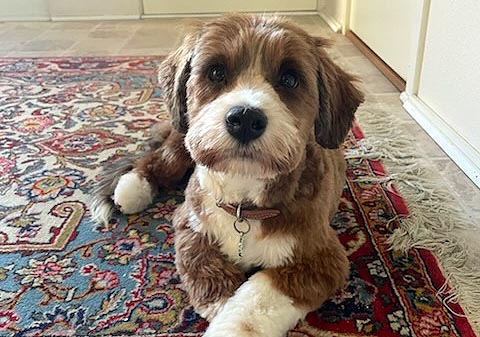 Ruko bichon havanese hvalp hundehvalp bichon havanais hvalpe hundehvalpe