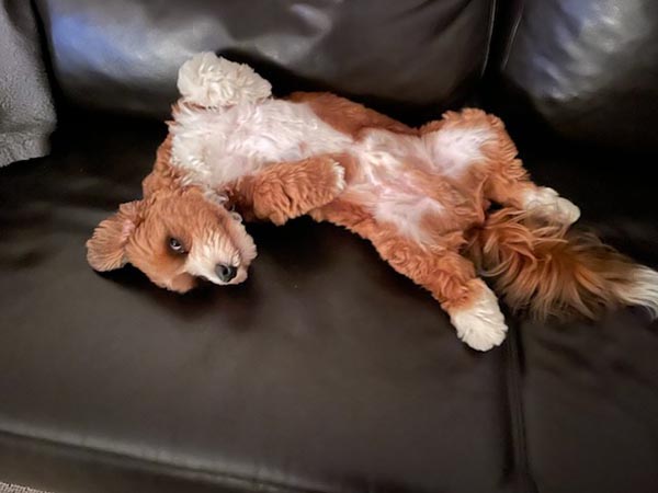 Ruko bichon havanese hvalp hundehvalp bichon havanais hvalpe hundehvalpe
