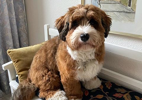Ruko bichon havanese hvalp hundehvalp bichon havanais hvalpe hundehvalpe