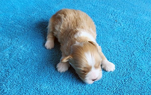 Rune bichon havanese hvalp hundehvalp bichon havanais hvalpe hundehvalpe