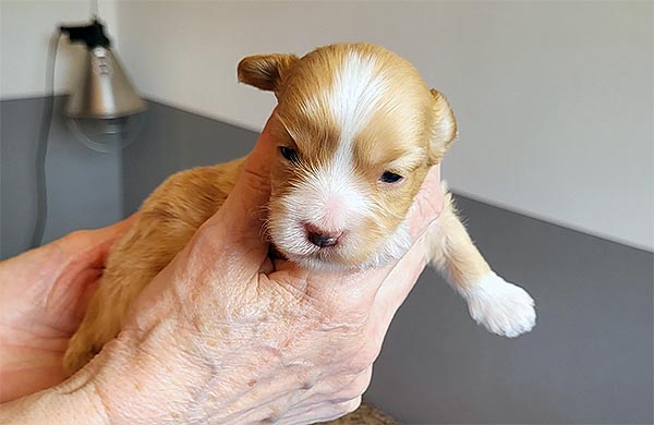 Rune bichon havanese hvalp hundehvalp bichon havanais hvalpe hundehvalpe