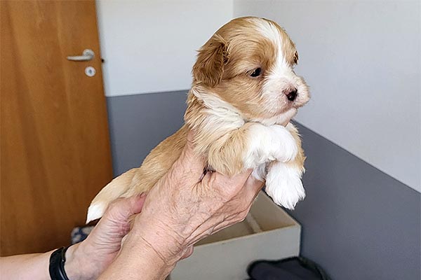 Rune bichon havanese hvalp hundehvalp bichon havanais hvalpe hundehvalpe