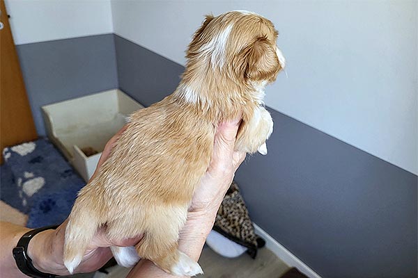 Rune bichon havanese hvalp hundehvalp bichon havanais hvalpe hundehvalpe