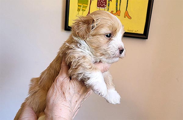 Rune bichon havanese hvalp hundehvalp bichon havanais hvalpe hundehvalpe