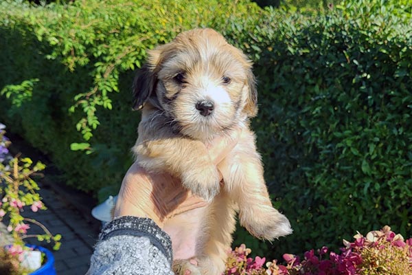 Scarlett bichon havanese hvalp hundehvalp bichon havanais hvalpe hundehvalpe