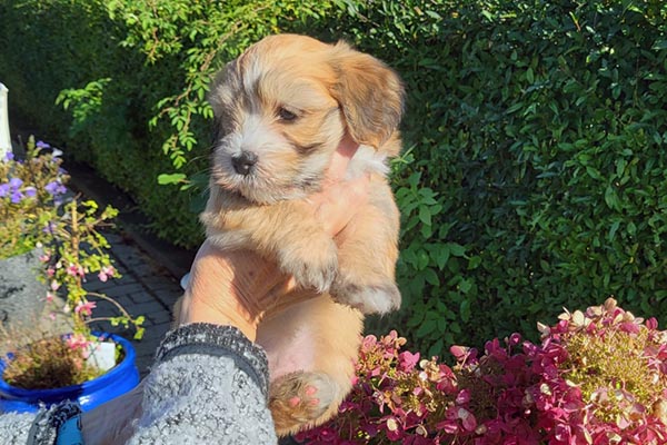 Scarlett bichon havanese hvalp hundehvalp bichon havanais hvalpe hundehvalpe