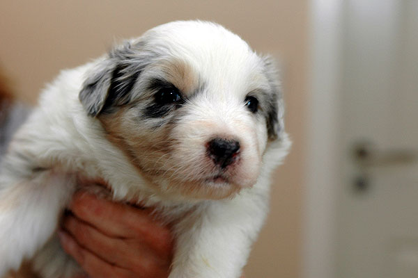Sharin Aussie hvalp hundehvalp Australian Shepherd hvalpe hundehvalpe