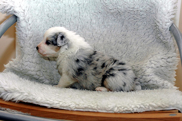 Sharin Aussie hvalp hundehvalp Australian Shepherd hvalpe hundehvalpe