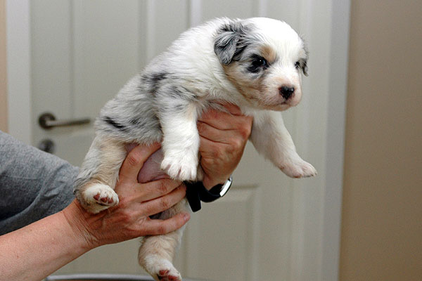 Sharin Aussie hvalp hundehvalp Australian Shepherd hvalpe hundehvalpe