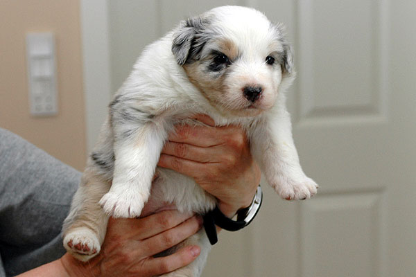 Sharin Aussie hvalp hundehvalp Australian Shepherd hvalpe hundehvalpe