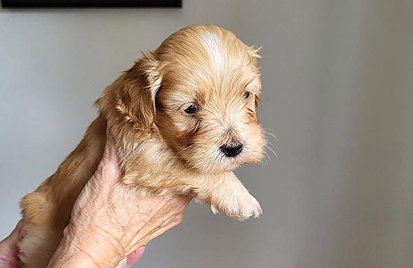 Sidney bichon havanese hvalp hundehvalp bichon havanais hvalpe hundehvalpe