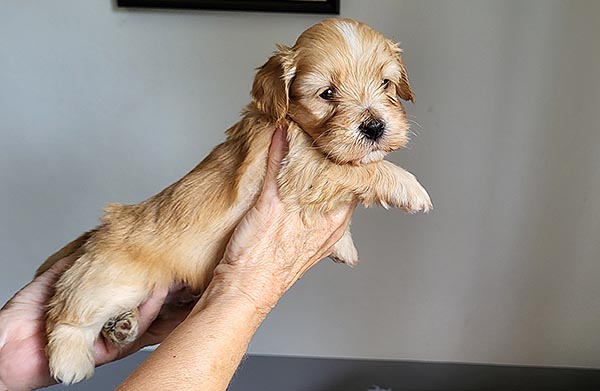 Sidney bichon havanese hvalp hundehvalp bichon havanais hvalpe hundehvalpe