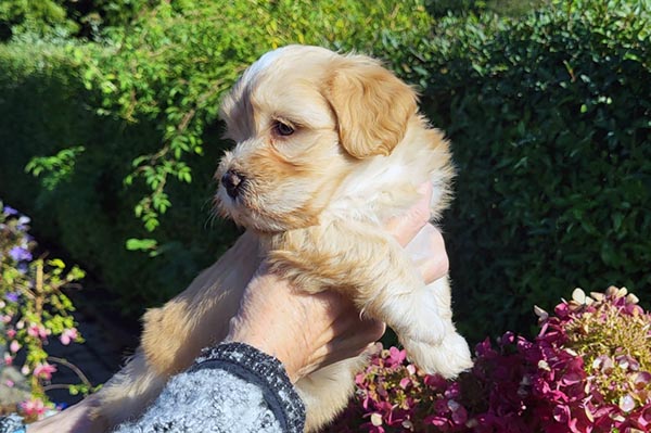 Sidney bichon havanese hvalp hundehvalp bichon havanais hvalpe hundehvalpe