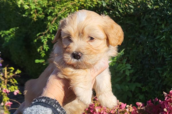 Sidney bichon havanese hvalp hundehvalp bichon havanais hvalpe hundehvalpe