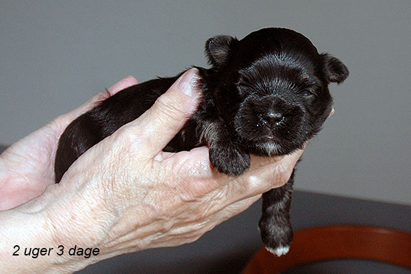 Silke bichon havanese hvalp hundehvalp bichon havanais hvalpe hundehvalpe