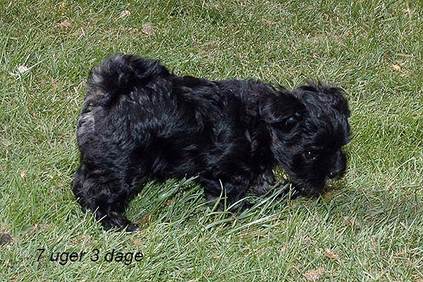 Silke bichon havanese hvalp hundehvalp bichon havanais hvalpe hundehvalpe