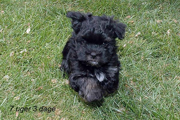 Silke bichon havanese hvalp hundehvalp bichon havanais hvalpe hundehvalpe