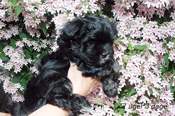 Silke bichon havanese hvalp hundehvalp bichon havanais hvalpe hundehvalpe