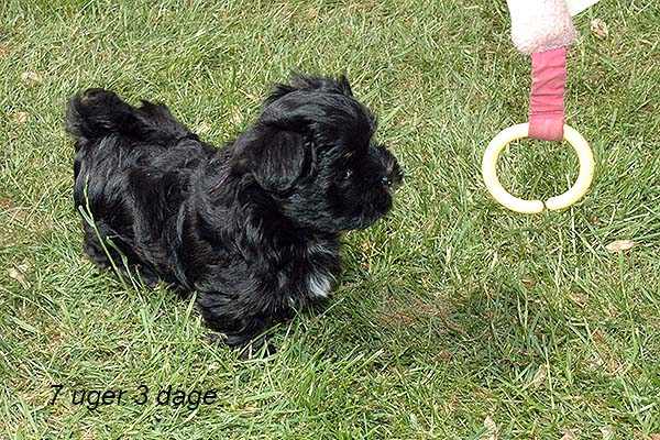 Silke bichon havanese hvalp hundehvalp bichon havanais hvalpe hundehvalpe