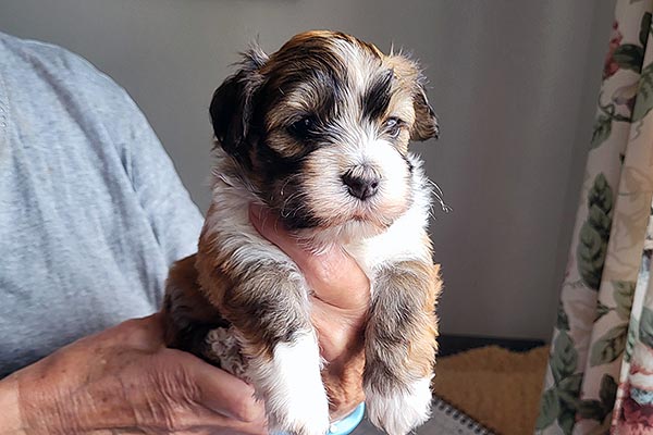 Simba bichon havanese hvalp hundehvalp bichon havanais hvalpe hundehvalpe