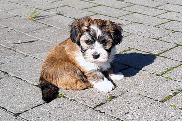 Simba bichon havanese hvalp hundehvalp bichon havanais hvalpe hundehvalpe