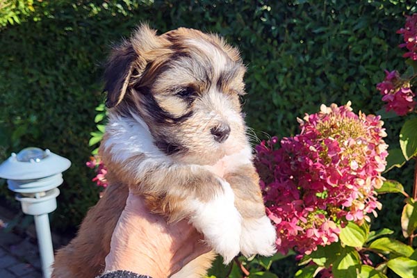 Simba bichon havanese hvalp hundehvalp bichon havanais hvalpe hundehvalpe
