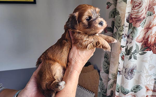 Stanly bichon havanese hvalp hundehvalp bichon havanais hvalpe hundehvalpe