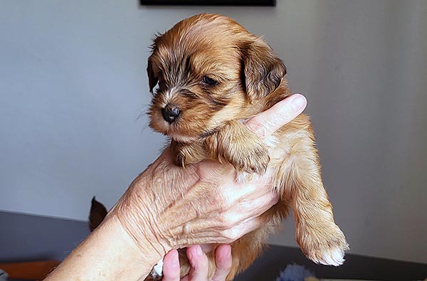 Stanly bichon havanese hvalp hundehvalp bichon havanais hvalpe hundehvalpe