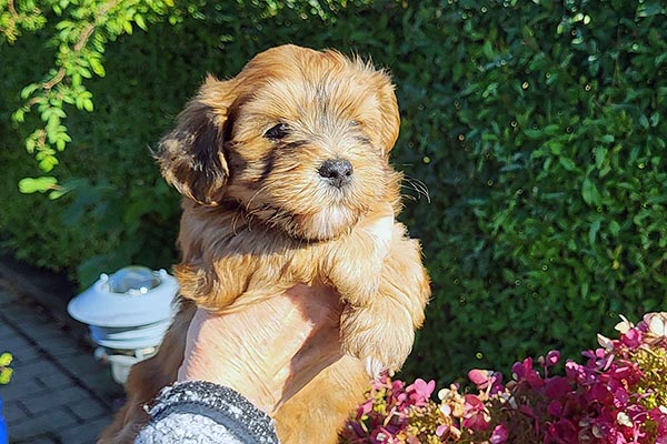 Stanly bichon havanese hvalp hundehvalp bichon havanais hvalpe hundehvalpe