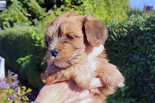 Stanly bichon havanese hvalp hundehvalp bichon havanais hvalpe hundehvalpe