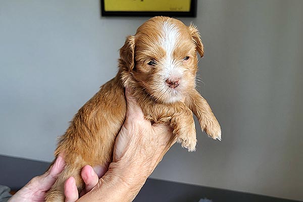 Svenne bichon havanese hvalp hundehvalp bichon havanais hvalpe hundehvalpe
