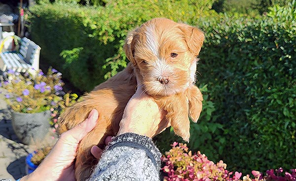Svenne bichon havanese hvalp hundehvalp bichon havanais hvalpe hundehvalpe