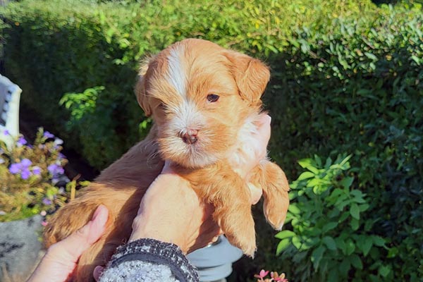 Svenne bichon havanese hvalp hundehvalp bichon havanais hvalpe hundehvalpe