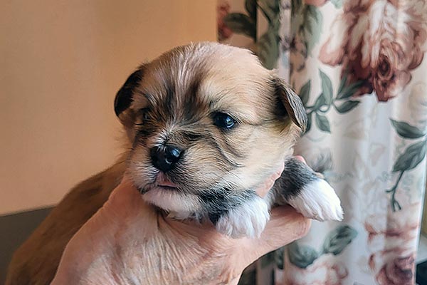 Teddi bichon havanese hvalp hundehvalp bichon havanais hvalpe hundehvalpe