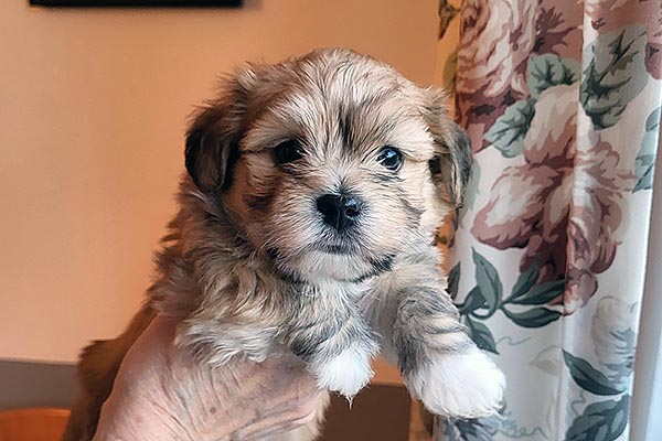 Teddi bichon havanese hvalp hundehvalp bichon havanais hvalpe hundehvalpe
