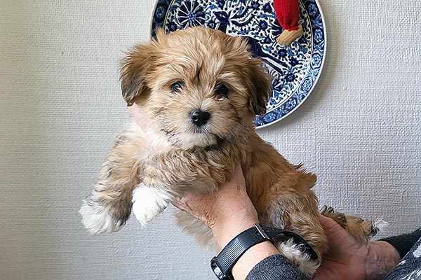 Teddi bichon havanese hvalp hundehvalp bichon havanais hvalpe hundehvalpe