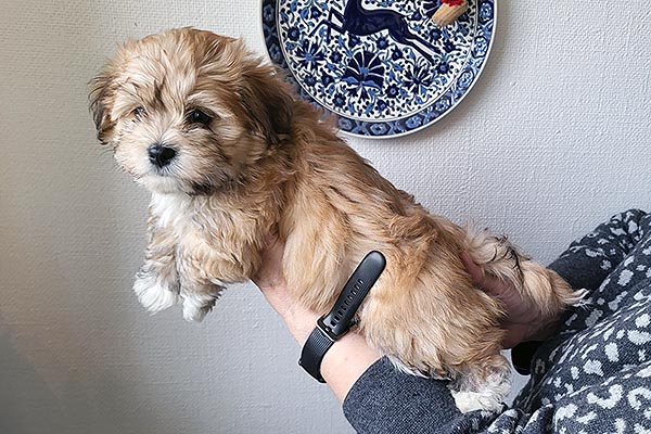 Teddi bichon havanese hvalp hundehvalp bichon havanais hvalpe hundehvalpe