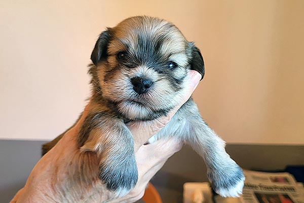 Terkel bichon havanese hvalp hundehvalp bichon havanais hvalpe hundehvalpe