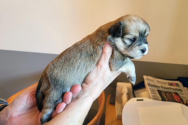 Terkel bichon havanese hvalp hundehvalp bichon havanais hvalpe hundehvalpe