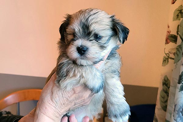 Terkel bichon havanese hvalp hundehvalp bichon havanais hvalpe hundehvalpe