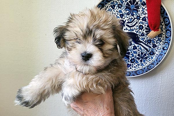 Terkel bichon havanese hvalp hundehvalp bichon havanais hvalpe hundehvalpe